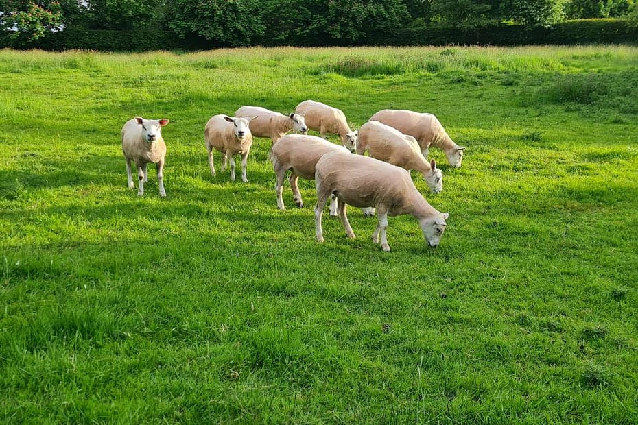 Resident sheep just sheered in Garton